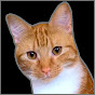 CHARLIEtheCAT