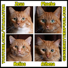 Ginger Kitties Four Avatar