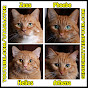Ginger Kitties Four