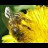 pčelarski sokak