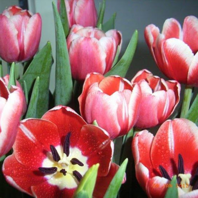 Vành Khuyên Lê Net Worth & Earnings (2026)