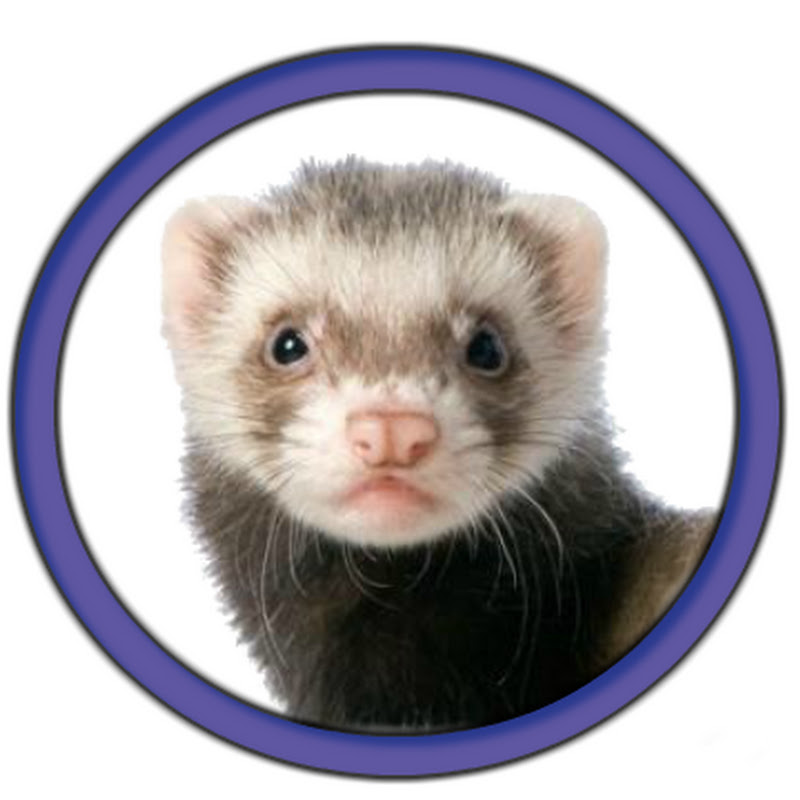 Sneaky Ferret