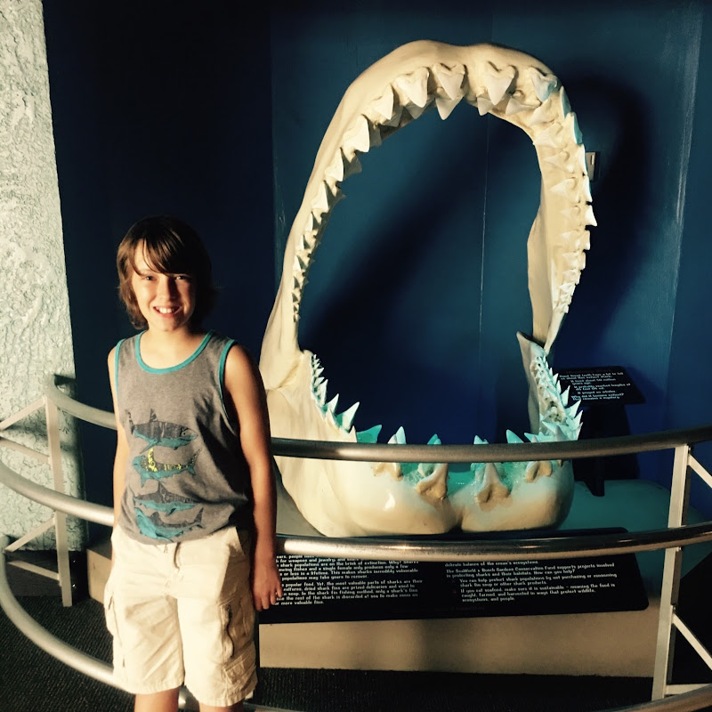 Hammerhead Tamer