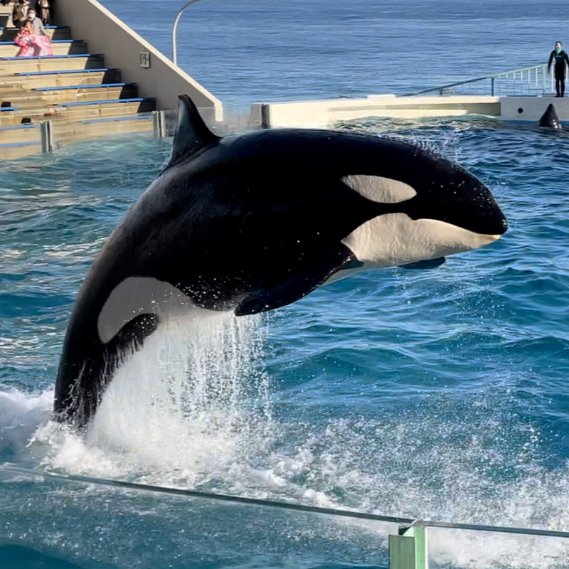 maybe seaworld