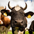 GuHxtktes5c-channel-avatar-FARM & FOOD Productions