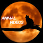 Animal “Azed-Azed” vidéos logo