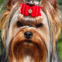JaLa Yorkies profile image