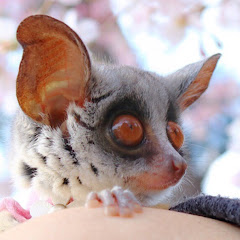 Galago_Plum ショウガラゴ プラムの成長日記