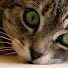 TQCWagPlars-channel-avatar-M. Molli