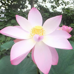 法華経Lotus sutraアイコン画像