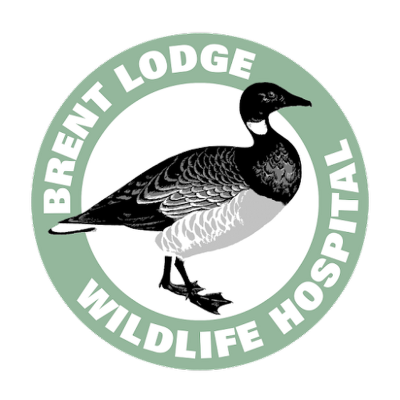 Brent Lodge Wildlife Hospital
