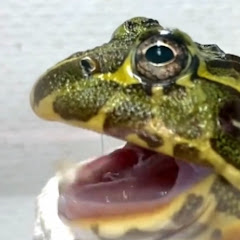 Frog Timeアイコン画像