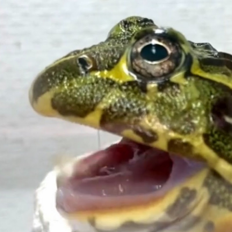 Frog Time YouTubeチャンネル画像