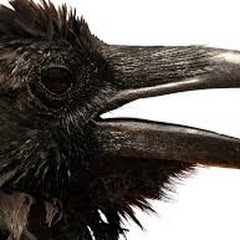 Ravens Nest