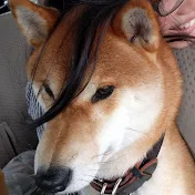柴犬の本気