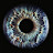 @eyebrid