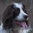 nmKdfspZAUM-channel-avatar-David Land Fieldsports Photography