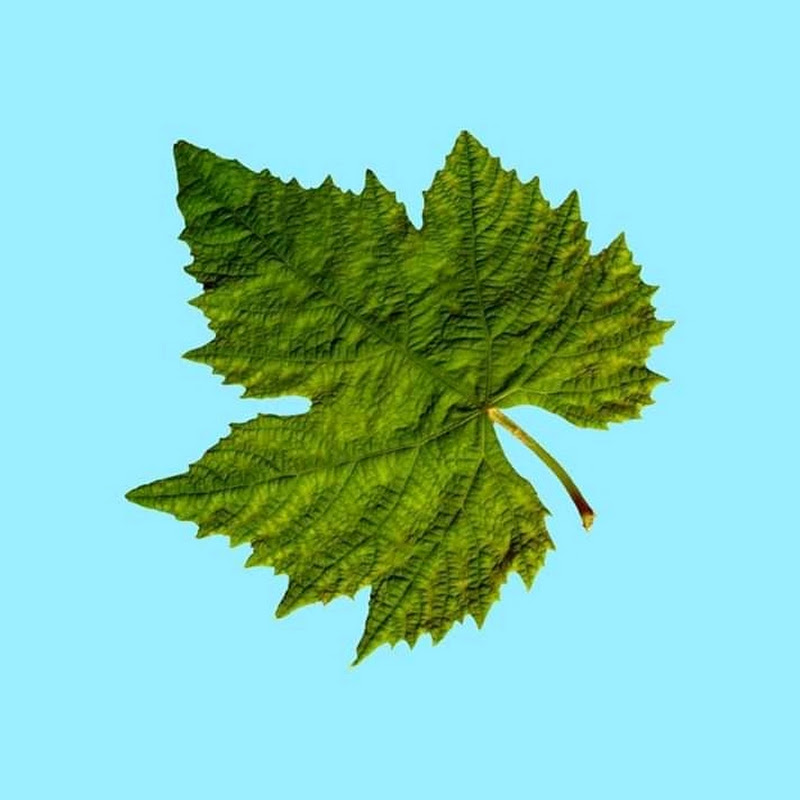 Channel Avatar
