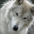 3-dxpinUORo-channel-avatar-Wolfie