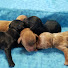 pp0w9jrpY2o-channel-avatar-TLC PUPPY LOVE INC