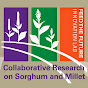 Sorghum & Millet Innovation Lab logo