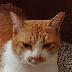 こめしょーアイコン画像