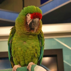 MegaBirdCrazy net worth