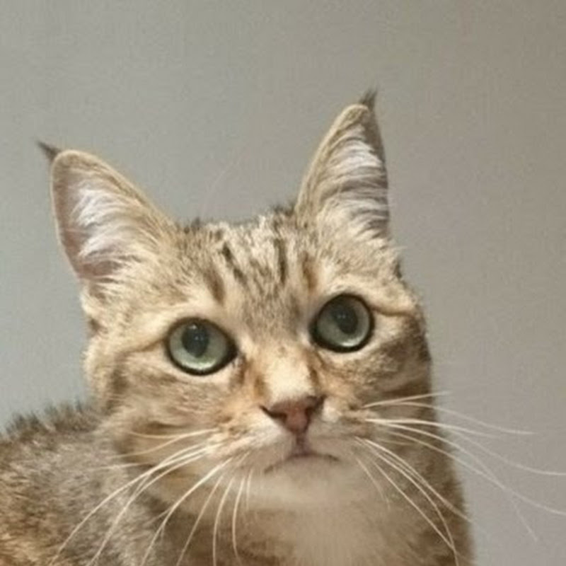 ejiejidayoの気まぐれチャンネルのサムネイル