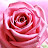 avatar of @mariamhabeeb4583