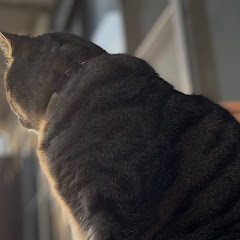 りゅーせい