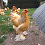 Dylan's Brahma Chicken Farm