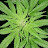 @guerillagrow2416