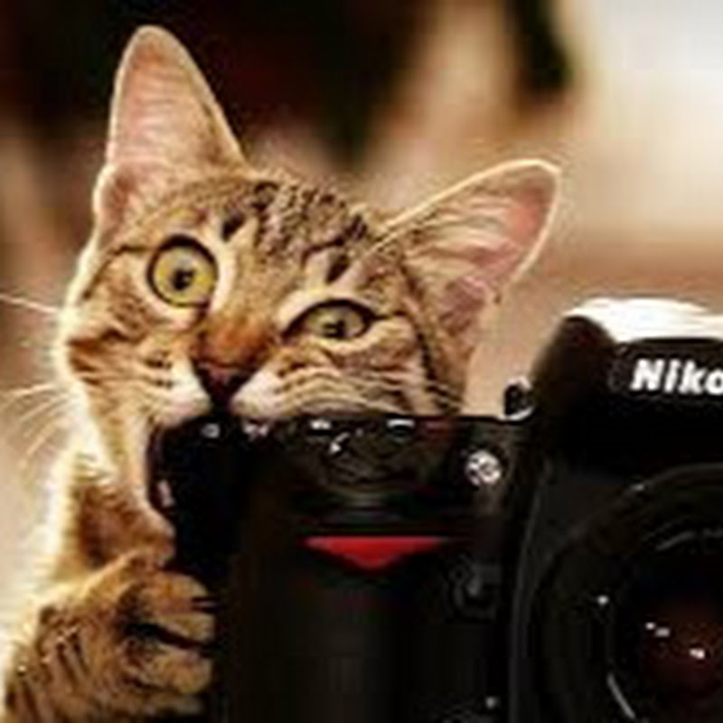 noti gatos
