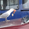 Автор