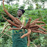 BxblXsPRfY4-channel-avatar-Cassava Matters