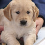 Windy Knoll Goldens Official Channel