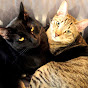 Cuddling Cats Kwazi and Uli