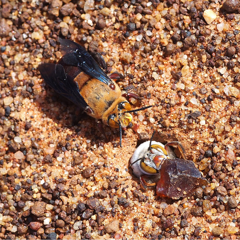 The Bee Babette