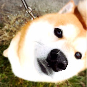 SHIBA DOG  RANMARU