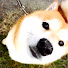 UEIfAjtszX0-channel-avatar-柴犬らんまる