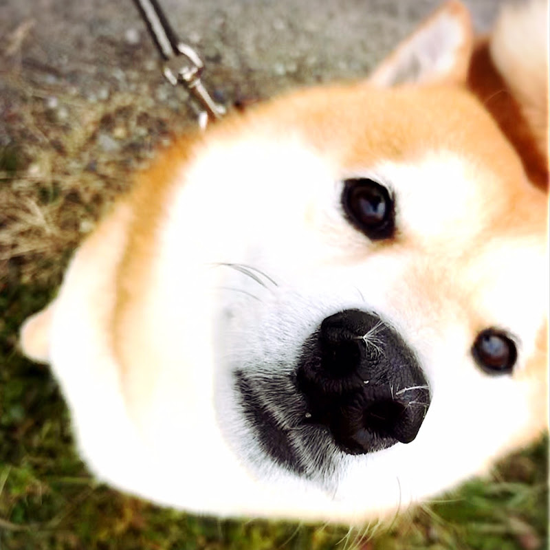 柴犬らんまるのサムネイル