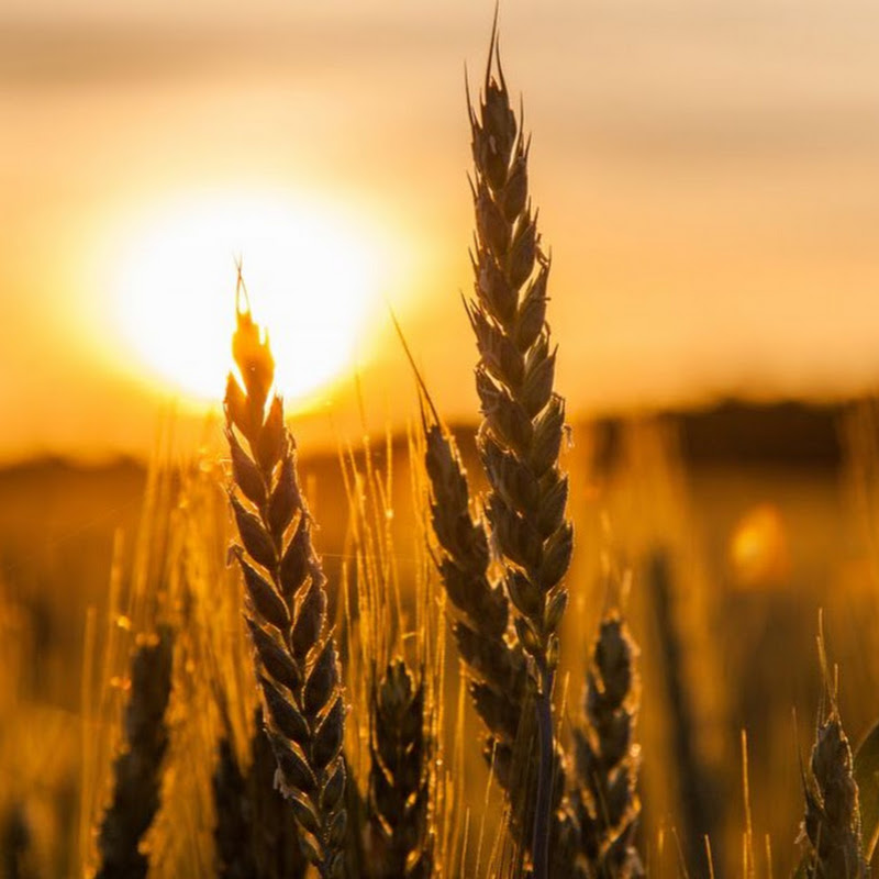 Сельхоз Канал Logo