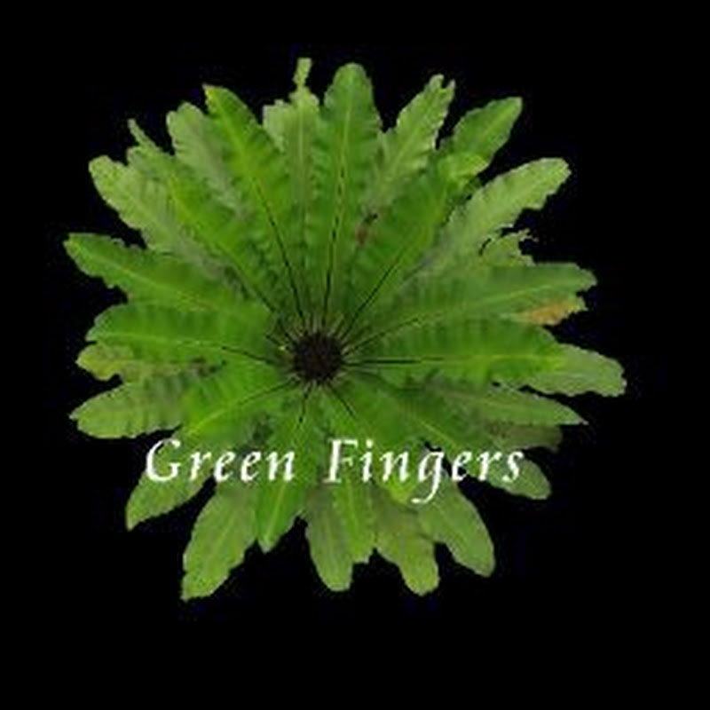Green Fingers