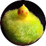 kMIpWpXUtus-channel-avatar-うえだ