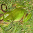 @frogeatssnake6811