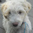 EllsWORTH Labradoodles Doodles WORTH adoring