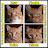 Ginger Kitties Four