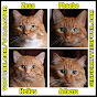Ginger Kitties Four logo