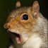 FExpwVIlZFQ-channel-avatar-We break For squirrel