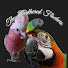 yhAb50r7I8o-channel-avatar-The Feathered Flockers